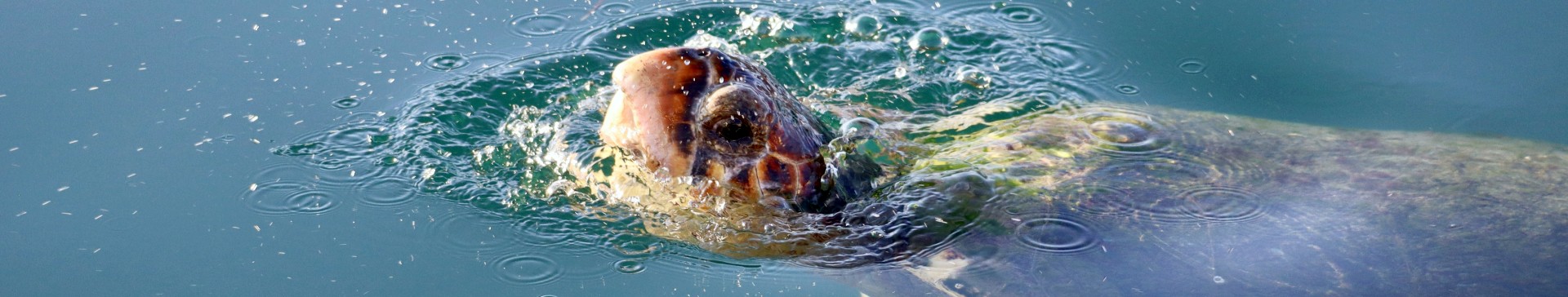 Adult Trip - Turtle and Marine Conservation (age 23+)