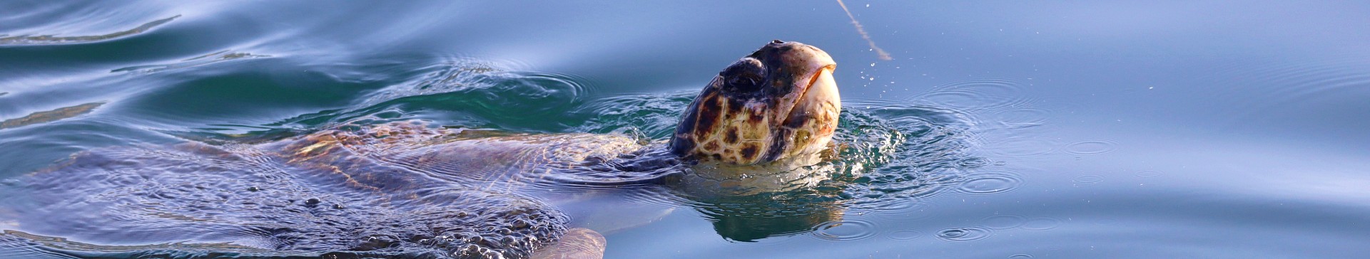 Turtle Conservation Volunteering (age 18+)