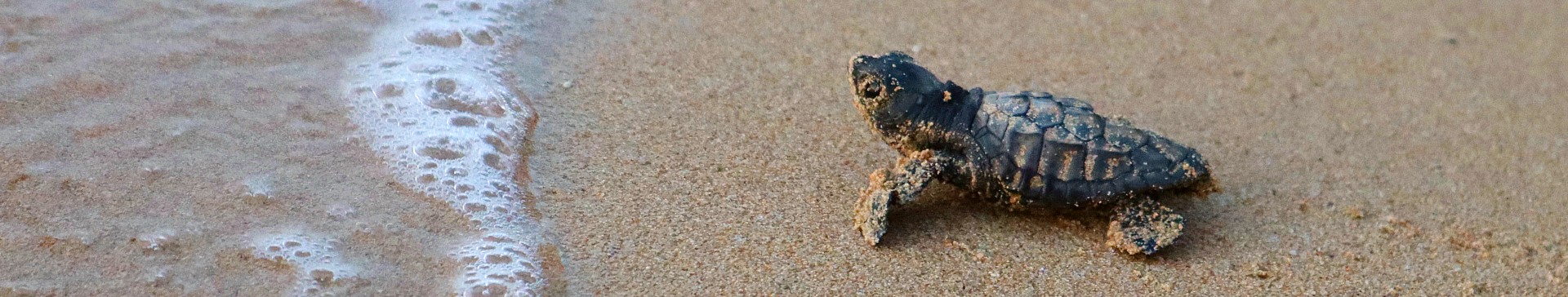 Family Education Trip - Turtle and Marine Conservation (age 8+)