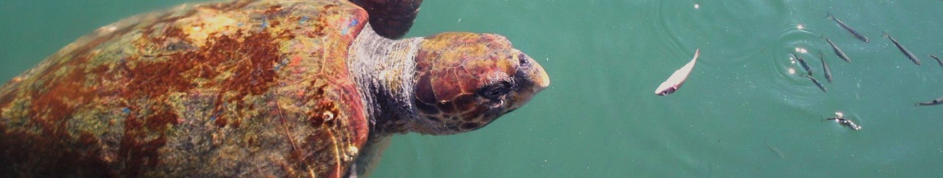 U18 Trip - Turtle and Marine Conservation - Summer (age 16-17)