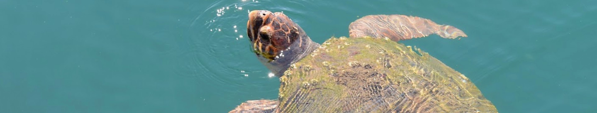 Adult Trip - Turtle and Marine Conservation (age 23+)