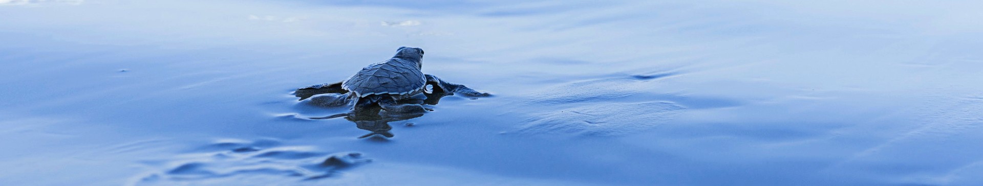 Turtle and Wildlife Conservation - Family Volunteering