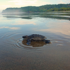 Costa Rica turtle