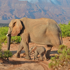 Namibia elephant