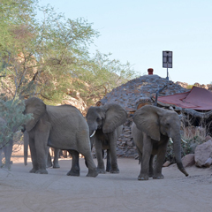 Elephants by the project base