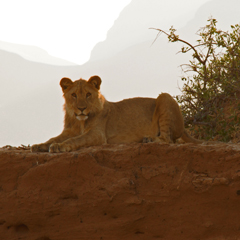Namibia lion