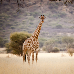Namibia giraffe
