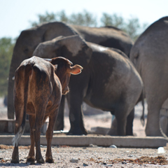 Cow joins elephants drinking