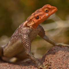 Namibia lizard