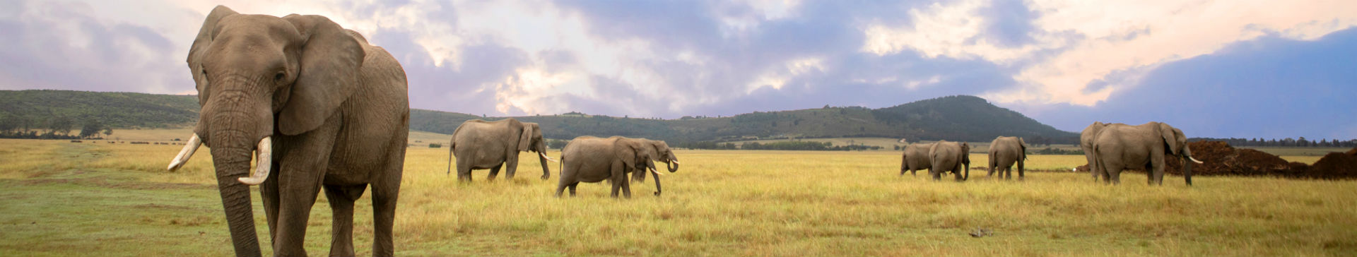 Elephant Care and Research