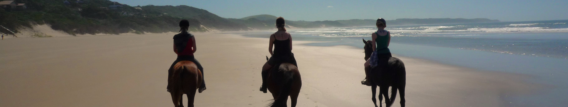 Horse Rsa Horse Rehabilitation South Africa | Pod Volunteer