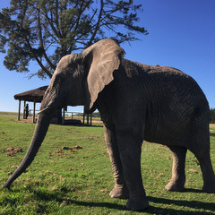 elephant walking