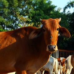 cow in India