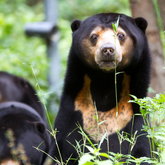 rescued bear