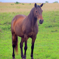 horse rehabilitation