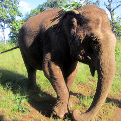 elephant walking