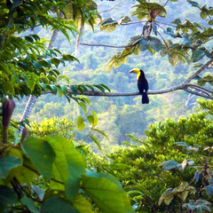 Belizean wildlife