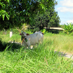 Cows in paddy fields