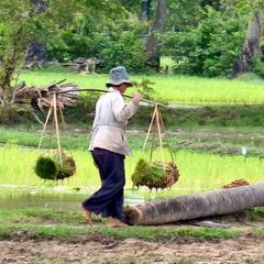 Cambodia local carrying