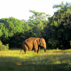 Watch elephants in nature
