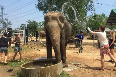 James washing one of the elephants