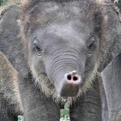 baby elephant