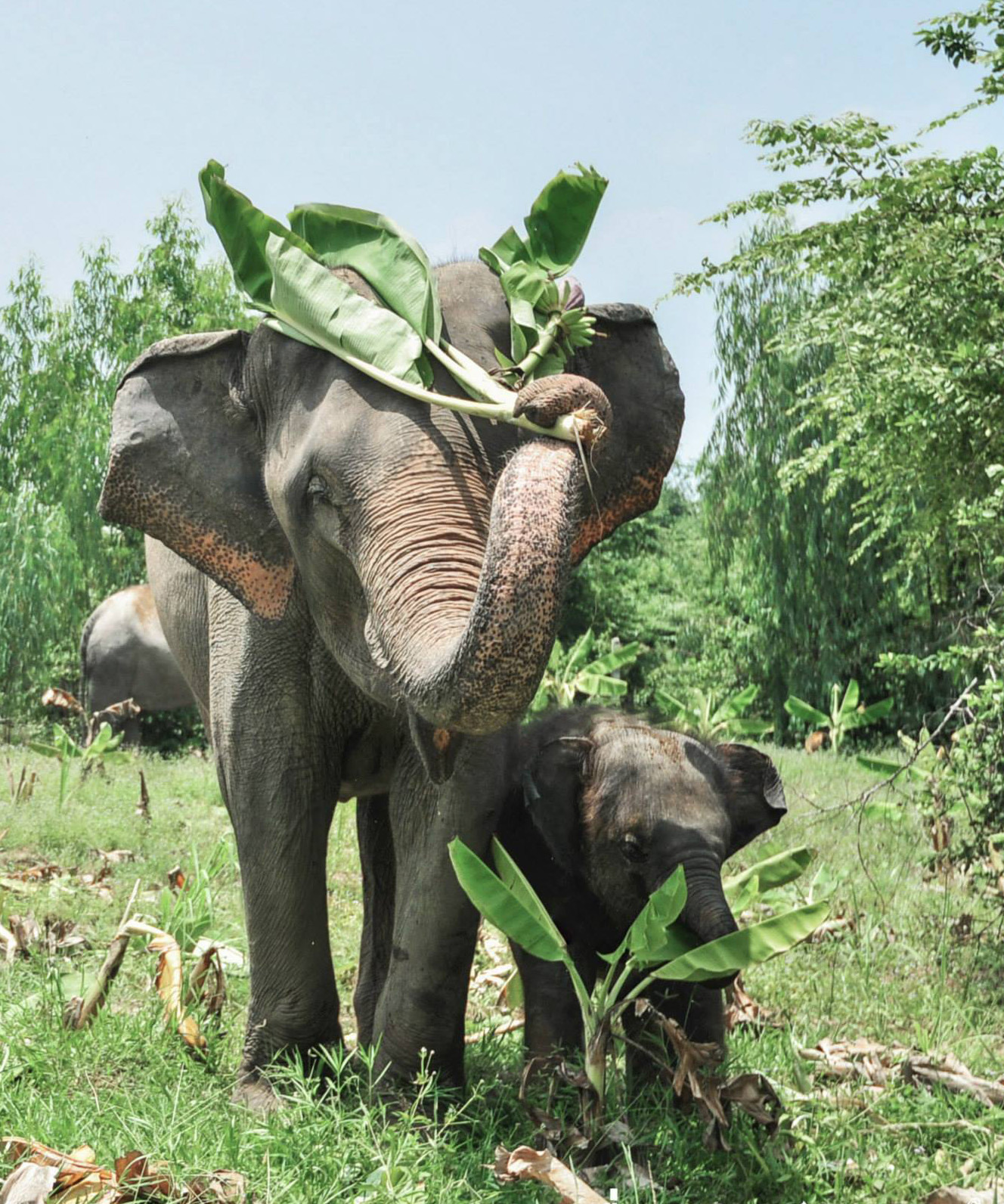 elephant family