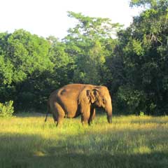 elephant in forest