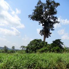 Ghana countryside and big tree
