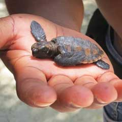 baby turtle