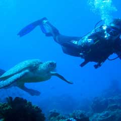 turtle and diver