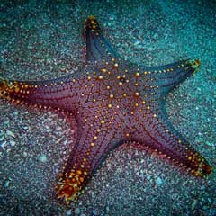 starfish