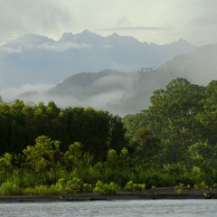 Amazon jungle in Peru