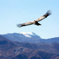 Peru condor in flight