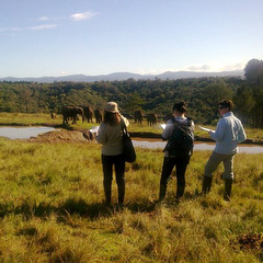 Researching elephants out in the field