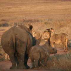 Safari views - rhino and lions