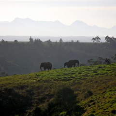 South Africa elephants