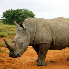 South Africa rhino