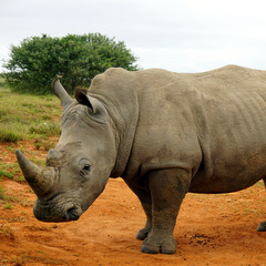 Rhino