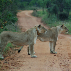 Pack of lions