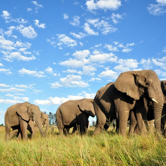 Elephant herd