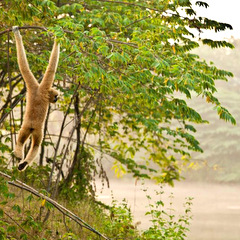 Rescued gibbon 