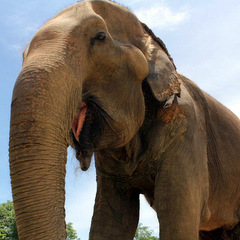Rescued elephant