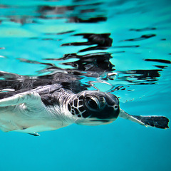 Turtle swimming