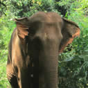Elephant Conservation