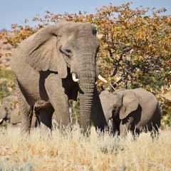 elephant in Africa