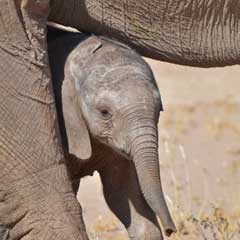 baby desert elephant