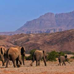 desert elephants