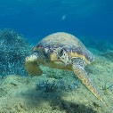 U18 Trip - Turtle and Marine Conservation - Summer
