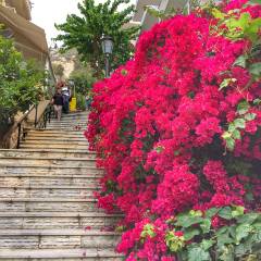 Colourful flowers